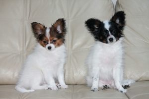 Papillon puppies for sale