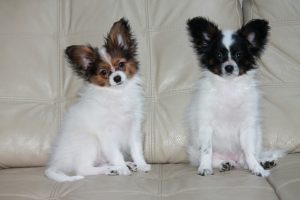 Papillon puppies for sale