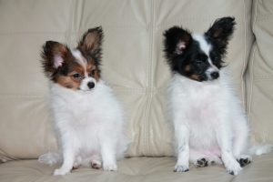 Продаются Щенки папильона, papillon puppies for sale