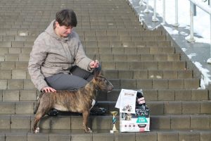 Miniature bullterrier, mbt, minibull, bulllove