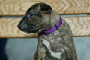 Miniature bullterrier, mini bull terrier, bullterrier kennel, миниатюрный бультерьер, питомник миниатюрных булей, буль, мини буль,