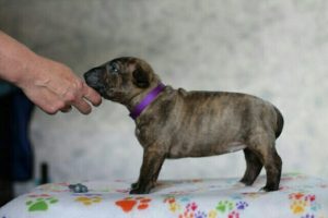 Miniature bullterrier, mini bull terrier, bullterrier kennel, миниатюрный бультерьер, питомник миниатюрных булей, буль, мини буль,