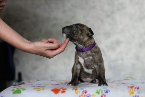 Miniature bullterrier, mini bull terrier, bullterrier kennel, миниатюрный бультерьер, питомник миниатюрных булей, буль, мини буль,