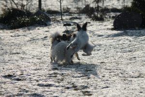 Papillon puppy, papillon kennel, papillon show puppies, papillon in belarus, щенки папильона, папильон, папийон, континентальный той спаниель, питомник цнянская охота