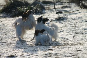 Papillon puppy, papillon kennel, papillon show puppies, papillon in belarus, щенки папильона, папильон, папийон, континентальный той спаниель, питомник цнянская охота