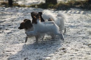 Papillon puppy, papillon kennel, papillon show puppies, papillon in belarus, щенки папильона, папильон, папийон, континентальный той спаниель, питомник цнянская охота