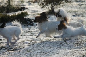 Papillon puppy, papillon kennel, papillon show puppies, papillon in belarus, щенки папильона, папильон, папийон, континентальный той спаниель, питомник цнянская охота