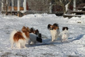 папильон, папийон Papillon puppy, papillon kennel, papillon show puppies, papillon in belarus, щенки папильона, папильон, папийон, континентальный той спаниель, питомник цнянская охота