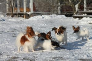 Papillon puppy, papillon kennel, papillon show puppies, papillon in belarus, щенки папильона, папильон, папийон, континентальный той спаниель, питомник цнянская охота