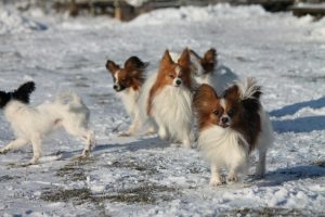 Papillon puppy, papillon kennel, papillon show puppies, papillon in belarus, щенки папильона, папильон, папийон, континентальный той спаниель, питомник цнянская охота