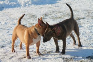 Miniature bullterrier for sale Miniature bullterrier, mbt, minibull, минибуль, миниатюрный бультерьер, щенок Буля