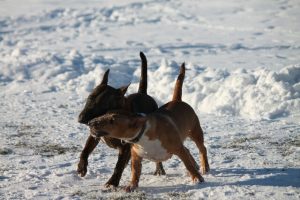 Miniature bullterrier for sale Miniature bullterrier, mbt, minibull, минибуль, миниатюрный бультерьер, щенок Буля