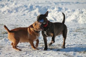 Miniature bullterrier for sale Miniature bullterrier, mbt, minibull, минибуль, миниатюрный бультерьер, щенок Буля