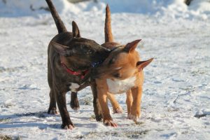 Miniature bullterrier for sale Miniature bullterrier, mbt, minibull, минибуль, миниатюрный бультерьер, щенок Буля