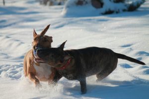 Папильон, папйон, континентальный той спаниель, papillon, papillon puppies, papillon in minsk, Miniature bullterrier for sale Miniature bullterrier, mbt, minibull, минибуль, миниатюрный бультерьер, щенок Буля