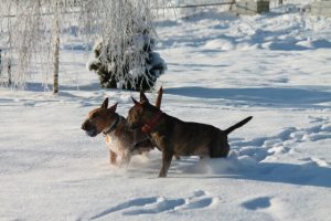 Miniature bullterrier for sale Miniature bullterrier, mbt, minibull, минибуль, миниатюрный бультерьер, щенок Буля