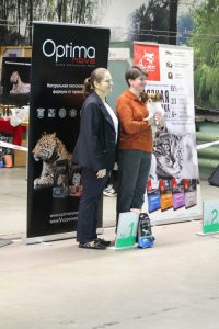 Папильон Вилли, папийон, континентальный той спаниель, продаётся щенок папильона, for sale papillon boy, 