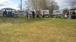 Русская псовая борзая Я Июльская Гроза из Цнянской Охоты, победитель бюста ветеранов