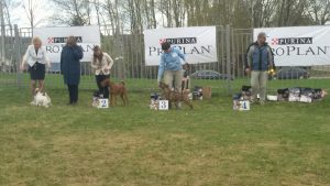 Миниатюрный бультерьер, выставка собак, продаётся миниатюрный бультерьер