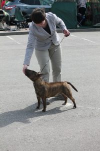 Мини буль, миниатюрный бультерьер, продаётся миниатюрный бультерьер, щенки минибультерьера, питомник миниатюрных бультерьеров, puppies miniature bullterrier