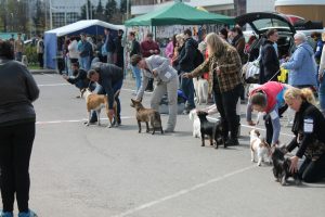 Miniature bullterrier