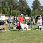 выставка собак, сравнение 10 Группы 