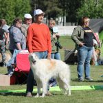 Borzoi Kira, русская псовая борзая Валькирия