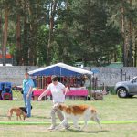 Русская псовая борзая, borzoi