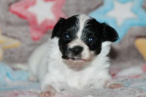 Папильон, папийон, континентальный той спаниель, щенки папильона, питомник папильонов, продаю щенков папильона, papillon, papillon kennel, papillon litters for sale, papillon puppy for available for sale