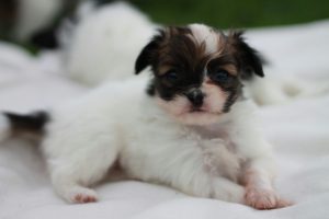 Продаются щенки папильона, питомник папильонов, резервирование щенков папильона, папильон, папийон, континентальный той спаниель, papillon puppies for sale, papillon kennel, papillon litters for sale