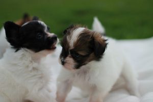 Продаются щенки папильона, питомник папильонов, резервирование щенков папильона, папильон, папийон, континентальный той спаниель, papillon puppies for sale, papillon kennel, papillon litters for sale