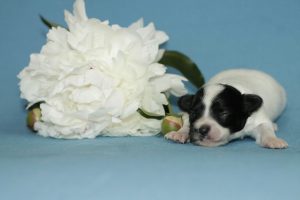 Papillon, papillon puppies, papillon kennel, papillon puppies for sale, папильон, папийон, континентальный той спаниель, щенки папильона, питомник папильонов