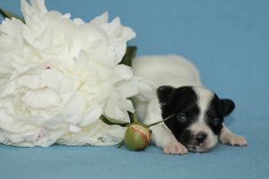 Papillon, papillon puppies, papillon kennel, papillon puppies for sale, папильон, папийон, континентальный той спаниель, щенки папильона, питомник папильонов