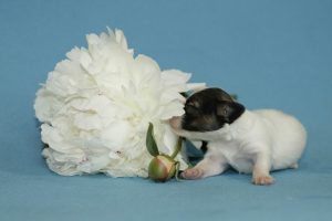 Papillon, papillon puppies, papillon kennel, papillon puppies for sale, папильон, папийон, континентальный той спаниель, щенки папильона, питомник папильонов
