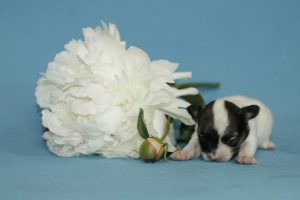 Papillon puppy Lyutik