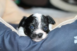 Продаются щенки папильона, щенки папильона в Беларуси, Папильон, папийон, континентальный той спаниель, щенки папильона, питомник папильонов, продаю щенков папильона, papillon, papillon kennel, papillon litters for sale, papillon puppy for available for sale, продаю щенков папильона, продаются щенки папильона,