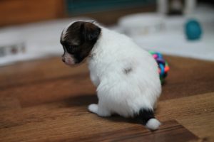 Продаются щенки папильона, щенки папильона в Беларуси, Папильон, папийон, континентальный той спаниель, щенки папильона, питомник папильонов, продаю щенков папильона, papillon, papillon kennel, papillon litters for sale, papillon puppy for available for sale, продаю щенков папильона, продаются щенки папильона,