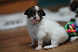 Продаются щенки папильона, щенки папильона в Беларуси, Папильон, папийон, континентальный той спаниель, щенки папильона, питомник папильонов, продаю щенков папильона, papillon, papillon kennel, papillon litters for sale, papillon puppy for available for sale, продаю щенков папильона, продаются щенки папильона,