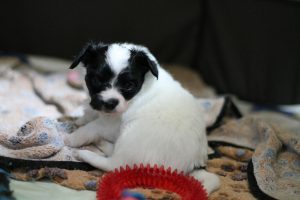 Продаются щенки папильона, щенки папильона в Беларуси, Папильон, папийон, континентальный той спаниель, щенки папильона, питомник папильонов, продаю щенков папильона, papillon, papillon kennel, papillon litters for sale, papillon puppy for available for sale, продаю щенков папильона, продаются щенки папильона,