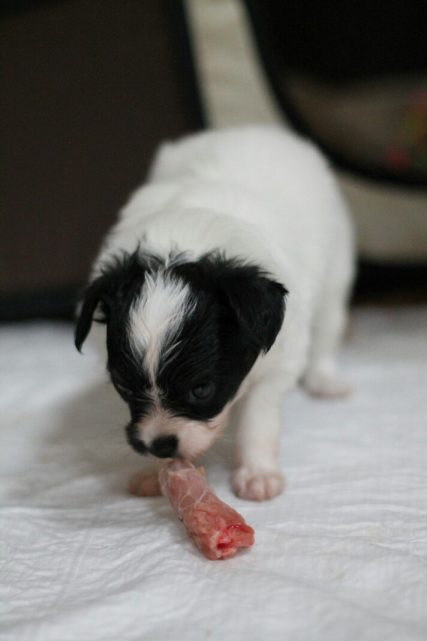 Продаются щенки папильона, питомник папильонов, резервирование щенков папильона, папильон, папийон, континентальный той спаниель, papillon puppies for sale, papillon kennel, papillon litters for sale