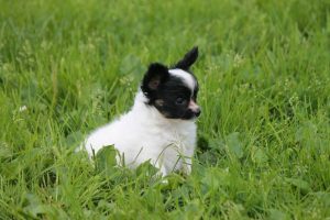 Папильон, папийон, континентальный той спаниель, щенки папильона, питомник папильонов, продаю щенков папильона, papillon, papillon kennel, papillon litters for sale, papillon puppy for available for sale