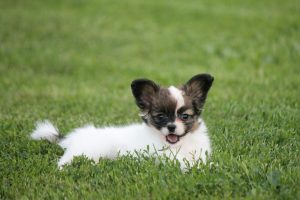 Папильон, папийон, континентальный той спаниель, щенки папильона, питомник папильонов, продаю щенков папильона, papillon, papillon kennel, papillon litters for sale, papillon puppy for available for sale