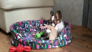 Папильон, папийон, континентальный той спаниель, щенки папильона, питомник папильонов, продаю