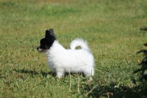 Папильон, папийон, континентальный той спаниель, щенки папильона, питомник папильонов, продаю