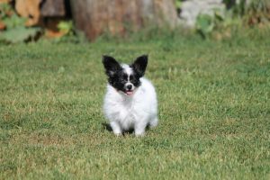 Папильон, папийон, континентальный той спаниель, щенки папильона, питомник папильонов, продаю щенков папильона, papillon, papillon kennel, papillon litters for sale, papillon puppy for available for sale