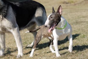 Miniature bullterrier, minibull, miniature bull terrier,