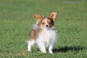 Папильон, щенки папийона, питомник папильонов, papillon