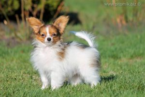 Papillon, papillon kennel, papillon male, papillon puppies for sale, щенки папийона, питомник папильонов, папильон, папийон