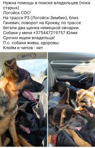Щенки немецкой овчарки 